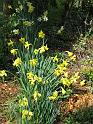 Daffodils Rydal_4